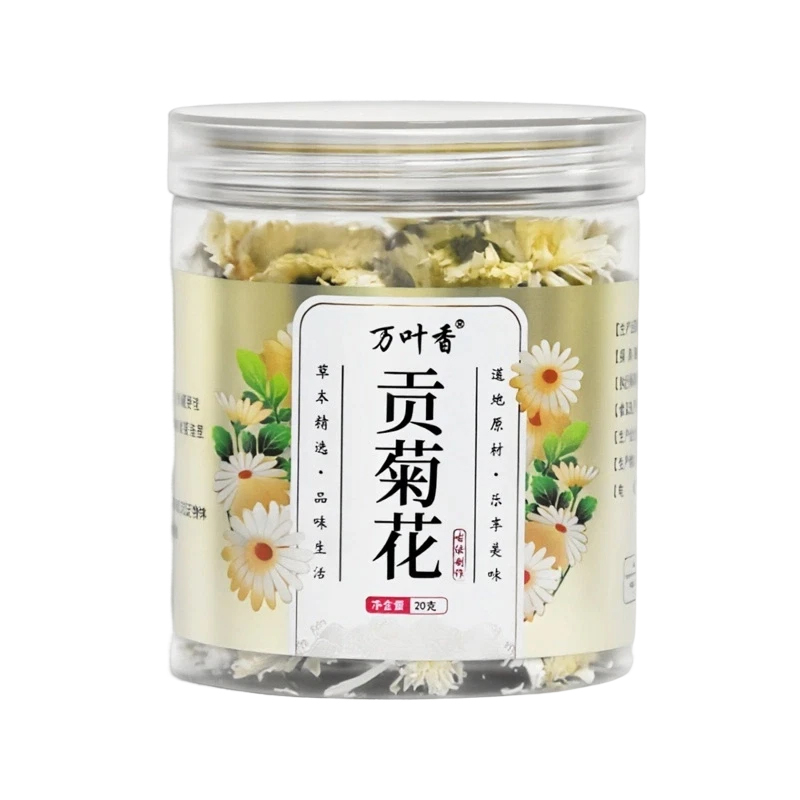 Why does the scented tea Tribute Chrysanthemum quickly unfold and bloom after being steeped in water?